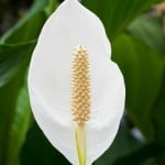 peace_lily e