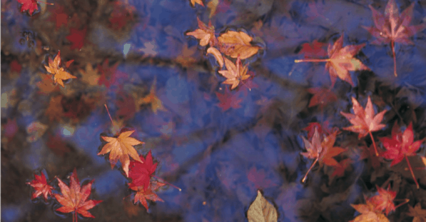 leaves float water