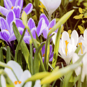 crocus