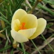 yellow tulip