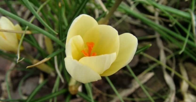 yellow tulip