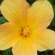 deep yellow flower