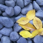 rocks leaves