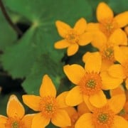 orange flowers leaves