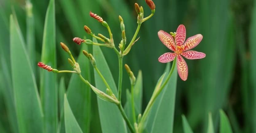 plant flowers