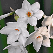 white daffodils