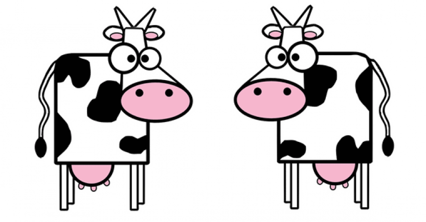 cows