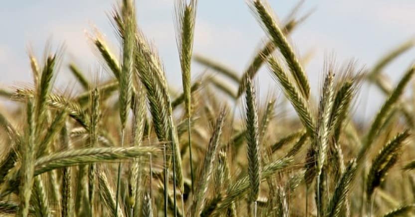 wheat field