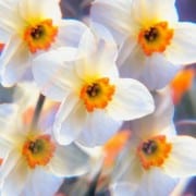 daffodils org