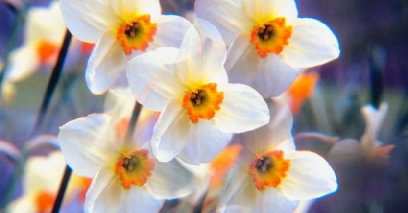 daffodils org