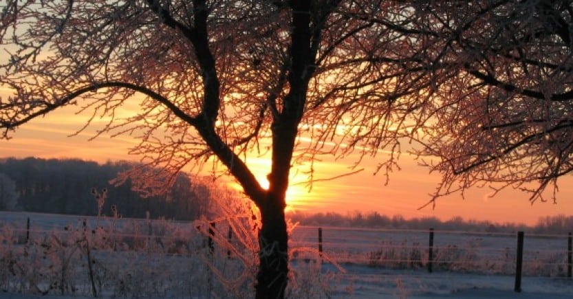 tree sunset