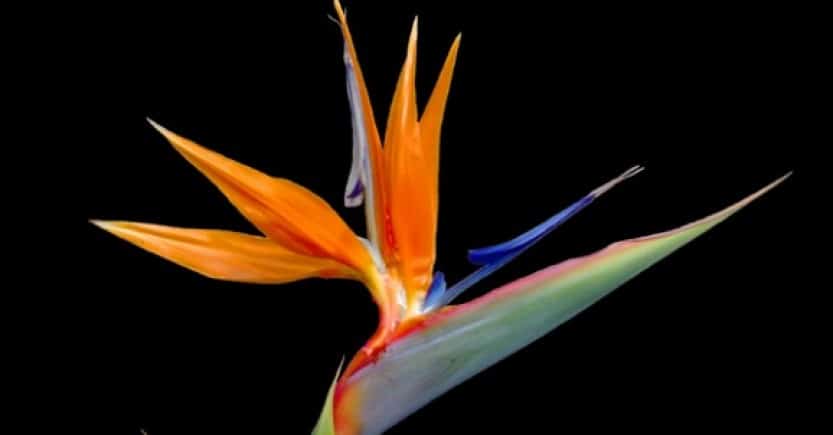 Bird of Paradise 2