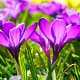 crocus flowers6