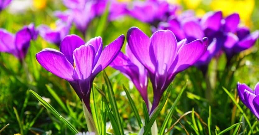 crocus flowers6