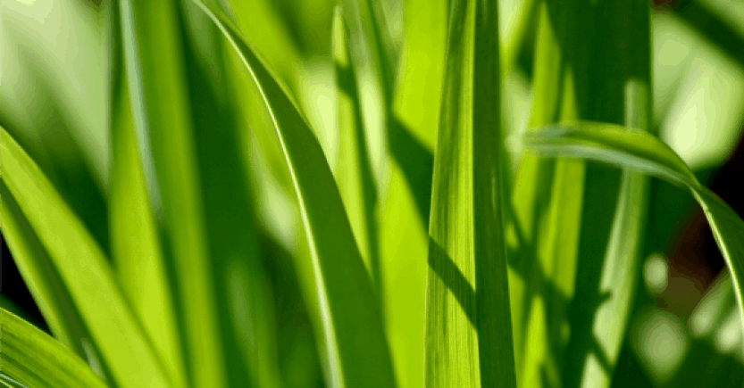 green sheaths