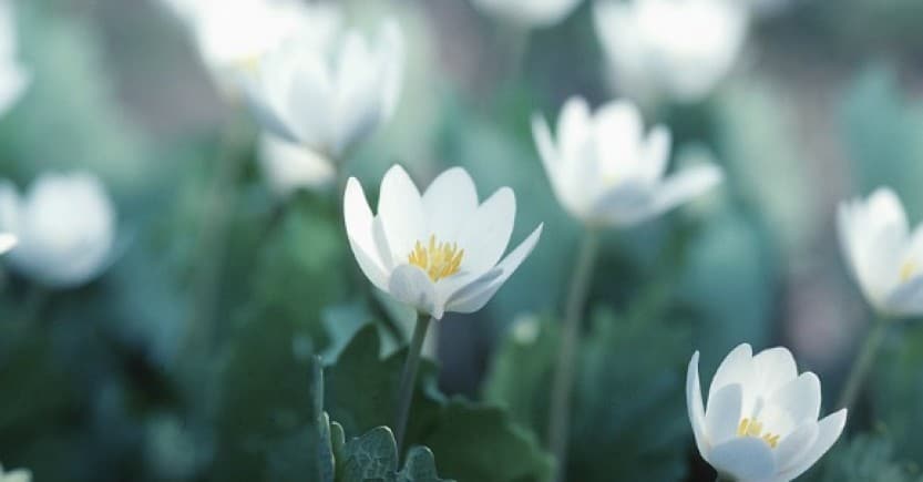 white crocus