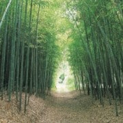 bamboo path