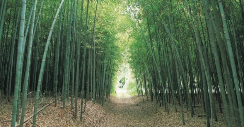 bamboo path