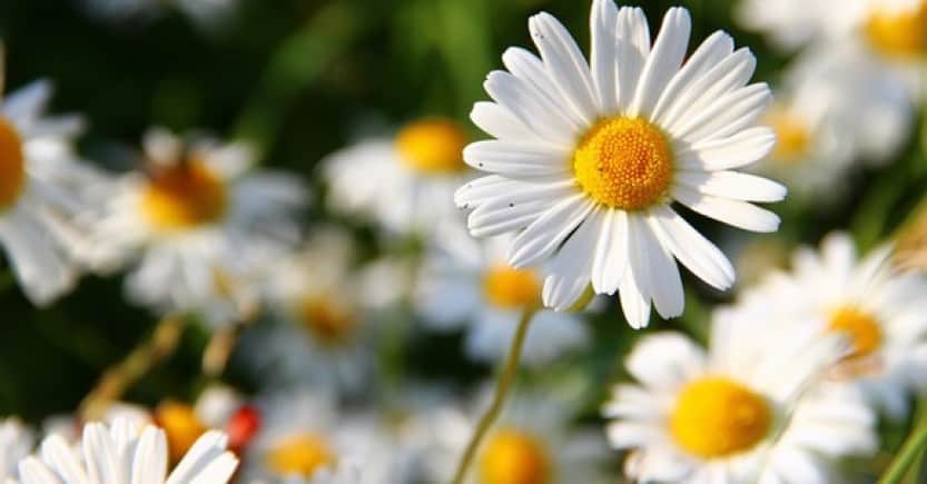 daisies white yellow