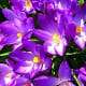 crocus flowers