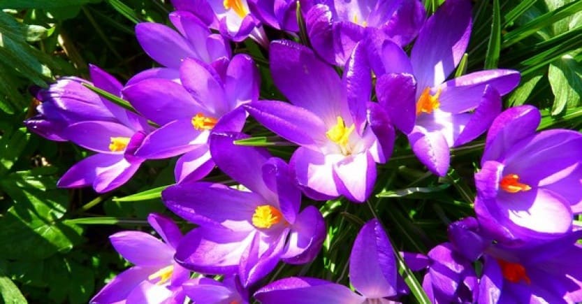 crocus flowers