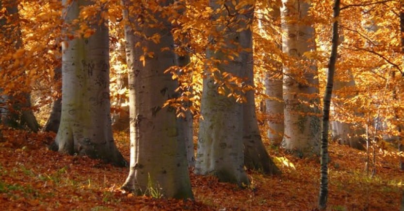 trees leaves orange