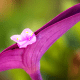 magenta flower