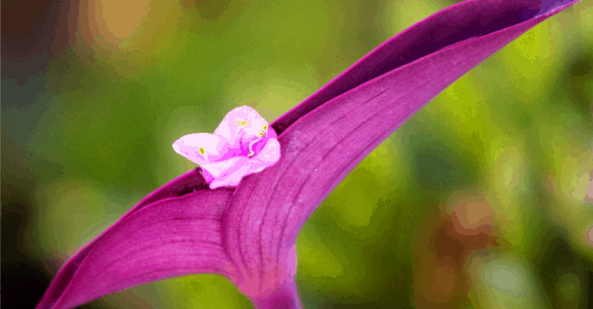 magenta flower