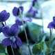 blue flowers stones