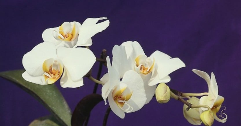 orchid 7