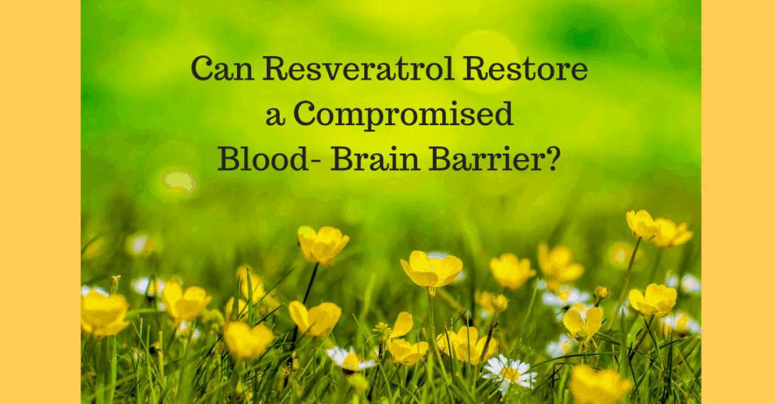 Can Resveratrol Restore a Compromised Blood Brain Barrier