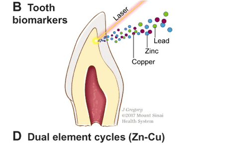 baby teeth autism zinc copper