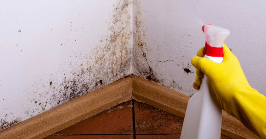 A Musts Read on Black Mold Exposure