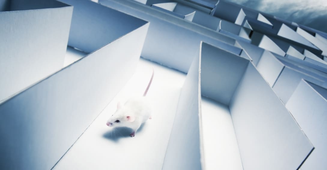 mouse in maze for memory