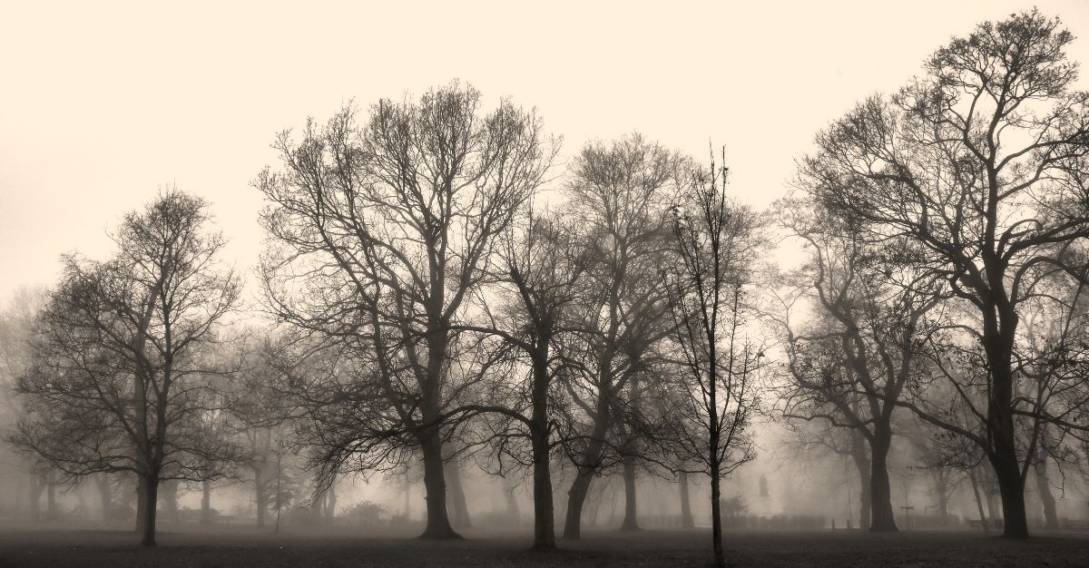 trees fog