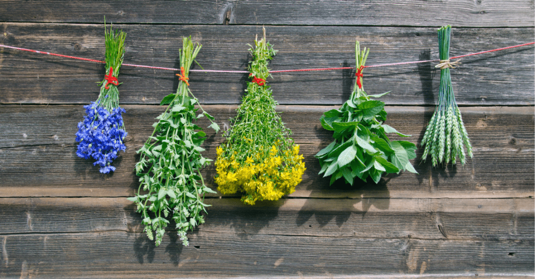 Herbs drying