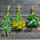 Herbs drying